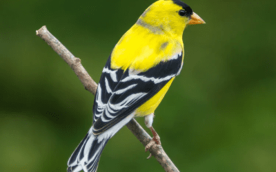 Bird of the Month: June 2025