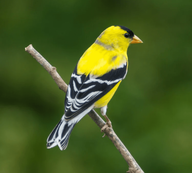 Bird of the Month: June 2025