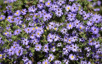 What’s In Bloom: October 2025