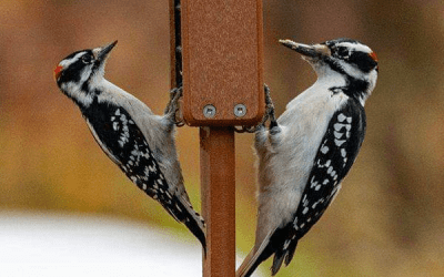 Bird of the Month: October 2025