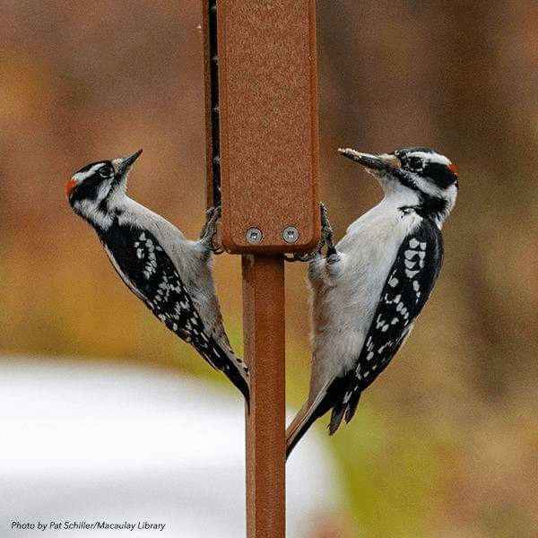Bird of the Month: October 2025
