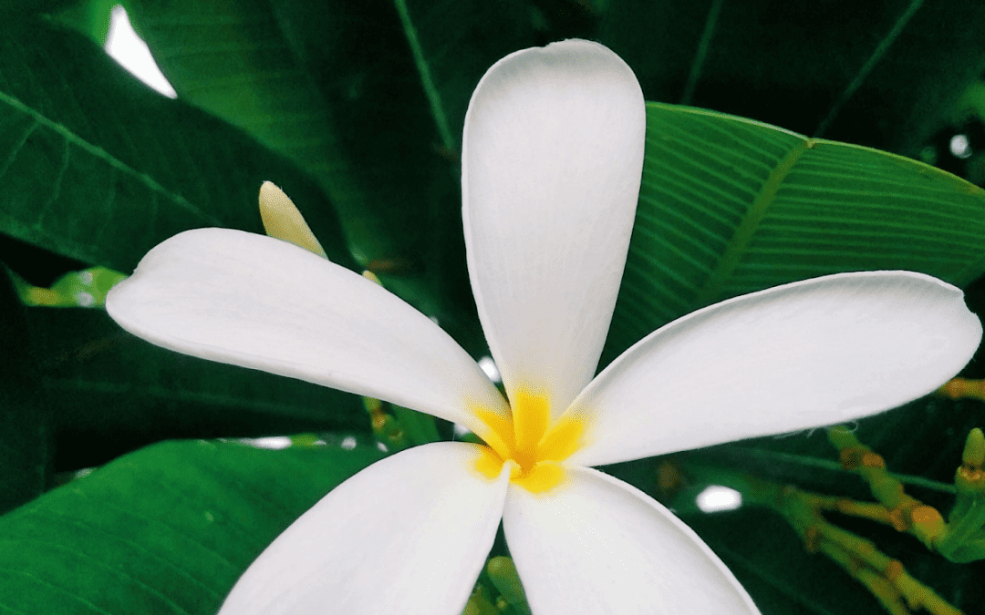 What’s In Bloom: August 2024