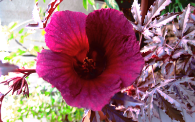 What’s In Bloom: September 2024