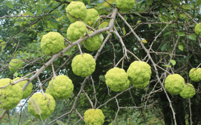 What’s In Bloom: October 2024