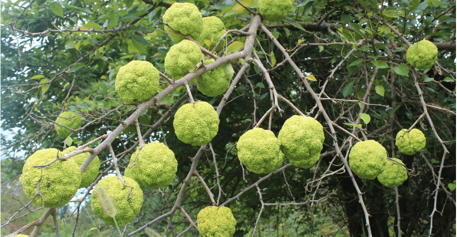 What’s In Bloom: October 2024