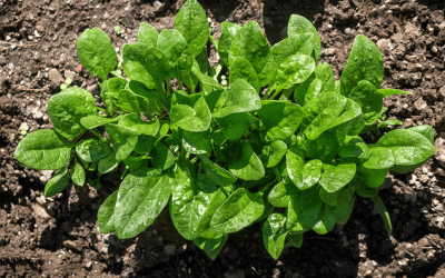 What’s In Bloom: November 2024