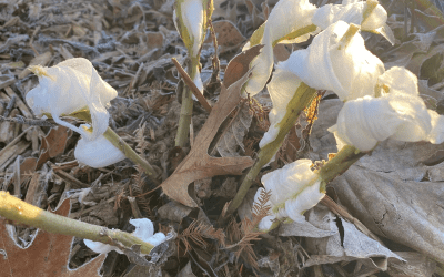 What’s In Bloom: December 2024