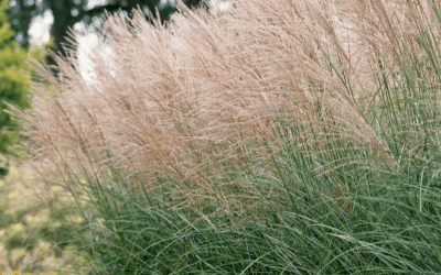 What’s In Bloom: January 2025