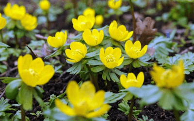 What’s In Bloom: February 2025