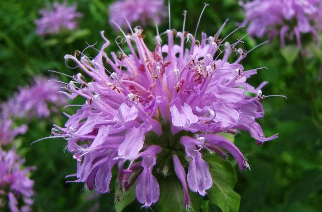 What’s In Bloom: April 2026