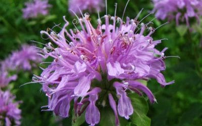 What’s In Bloom: April 2026