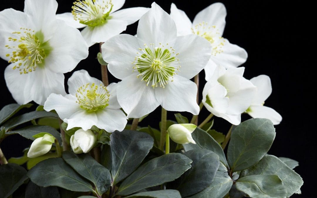 What’s In Bloom: February 2026