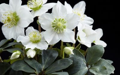 What’s In Bloom: February 2026