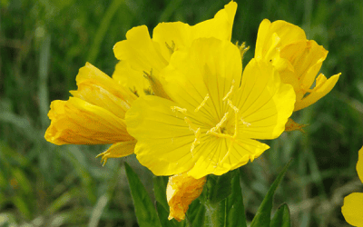 What’s In Bloom: July 2026