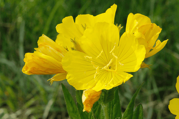 What’s In Bloom: July 2026