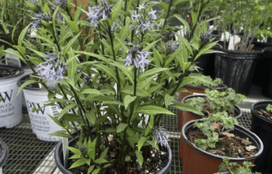 What’s In Bloom: June 2026