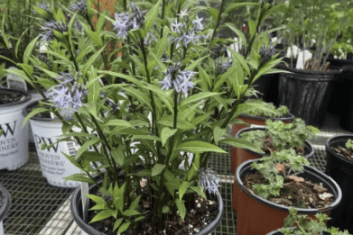 What’s In Bloom: June 2026