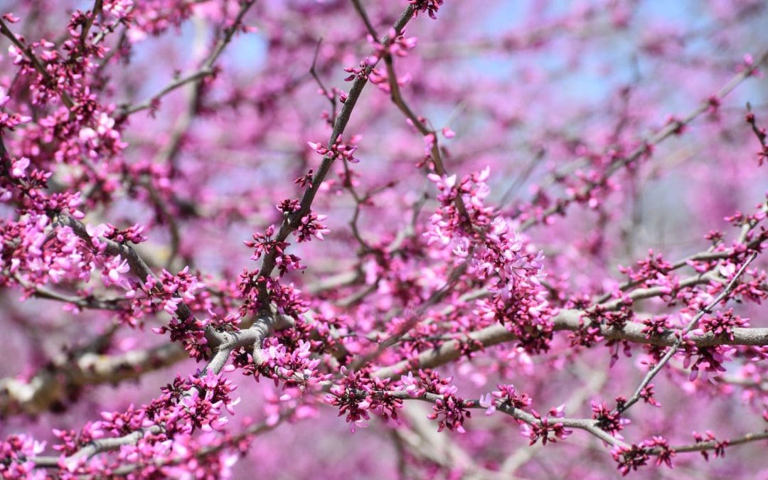 What’s In Bloom: March 2026