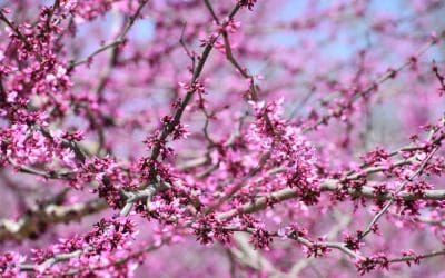 What’s In Bloom: March 2026