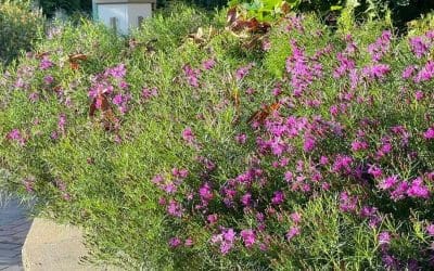 What’s In Bloom: May 2026