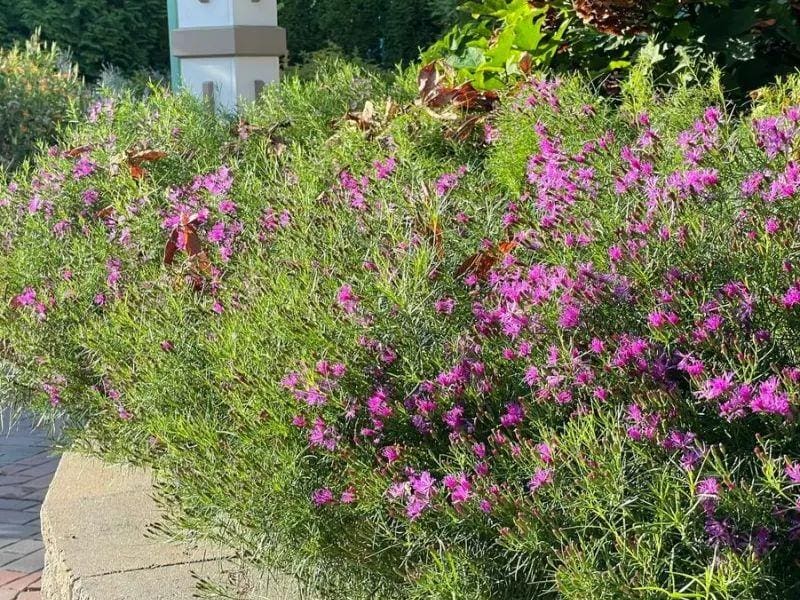 What’s In Bloom: May 2026